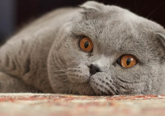 折耳猫为什么会疼
