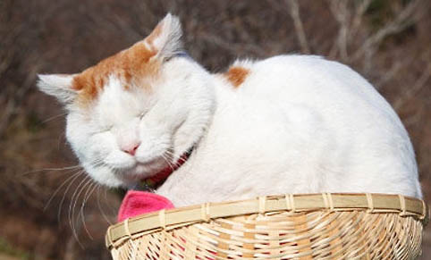 猫咪舌头紫色,可能是以下原因导致的: