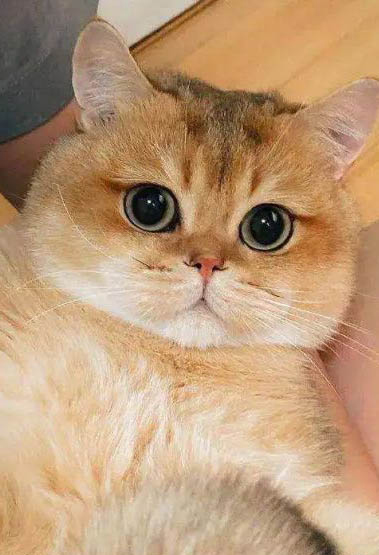 给猫咪打针要打到哪里