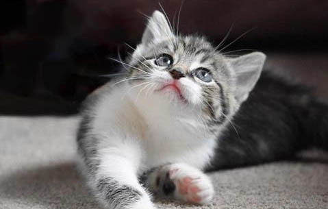 猫咪总是脱毛,该如何处理?