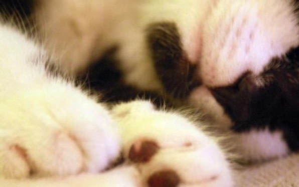 猫咪会憋屎憋尿吗