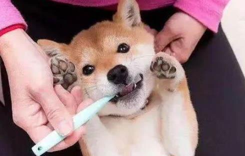 狗狗有咔咔声然后干呕吐透明液体