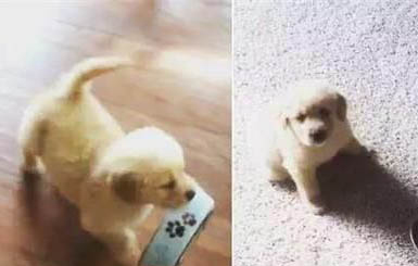 狗狗吃了卫生纸怎么办?
