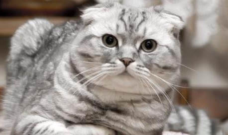 猫眼睛有白点