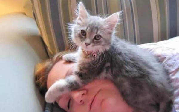 猫咪肾衰竭可以吃罐头吗