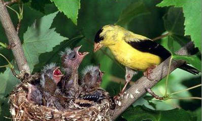 麻雀幼鸟怎么喂养方法