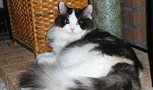 阿比西尼亚猫和褴褛猫哪个聪明-谁智商高