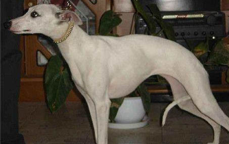惠比特犬怎么养?注意事项都有哪些?