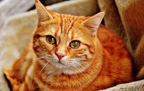 为什么猫咪会得猫结石呢怎么办