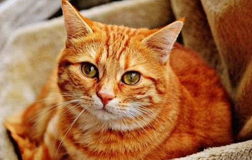 请问猫咪呕吐的原因及处理方法?