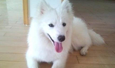 银狐犬为啥很少人养