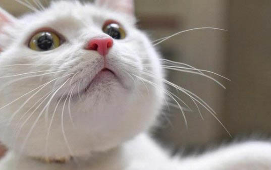猫腹水会传染给人吗?