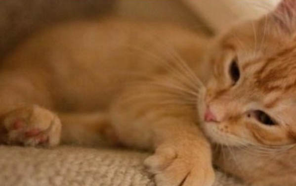 怎么给流浪猫洗澡