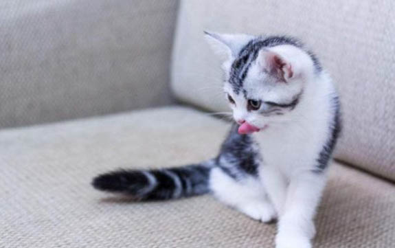 三个月的小猫可以吃零食吗