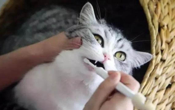 猫吃鱼刺卡到了怎么办