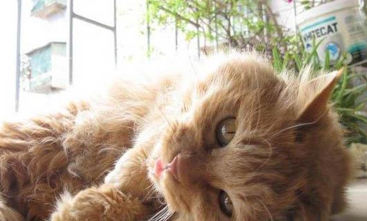 猫怀孕了应该注意哪些