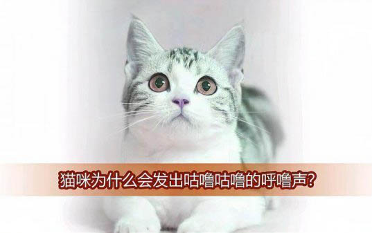 猫咪鼻子干正常吗?