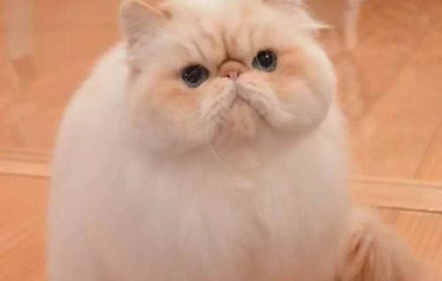 猫传腹传染给别的猫的几率大吗