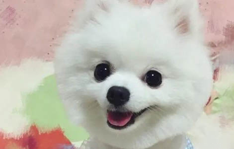 哈多利系博美犬优缺点