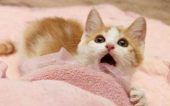 猫有哮喘可以活多久