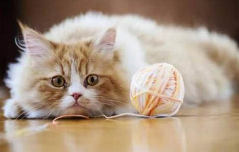 猫咪驱虫时间