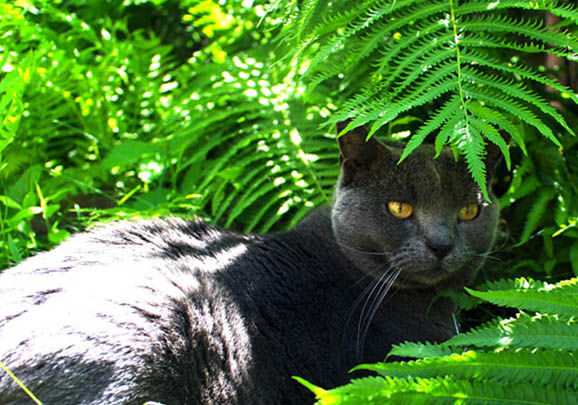 卡尔特猫发烧怎么处理
