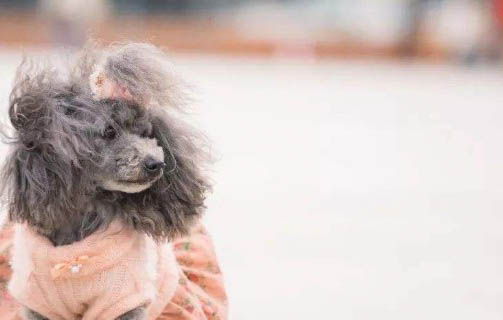 狗狗伤口化脓能自愈吗