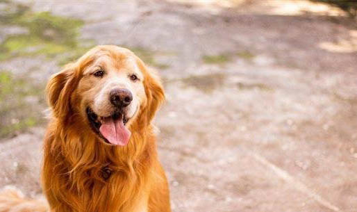 狗狗尿不湿多久换一个