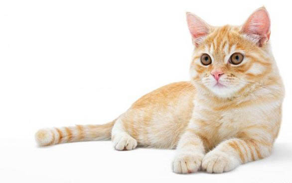 猫咪可能会抑郁吗
