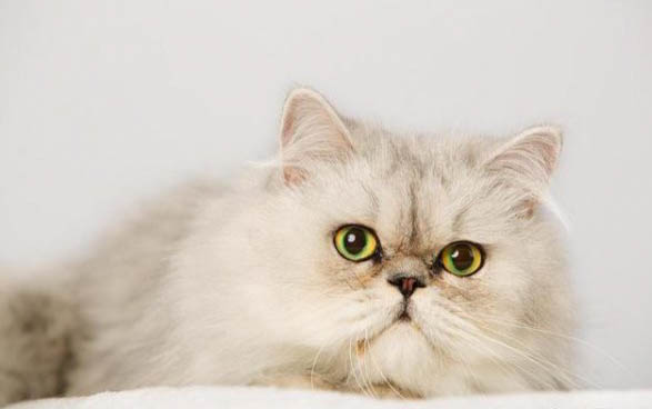 小猫拉肚子了