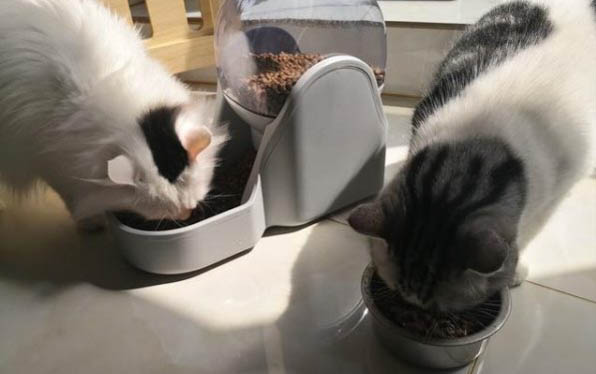 母猫分泌乳汁后多久会生