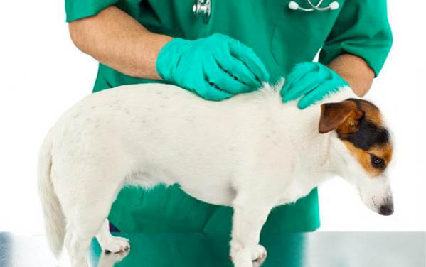 狗生死胎的四种原因及处理方法