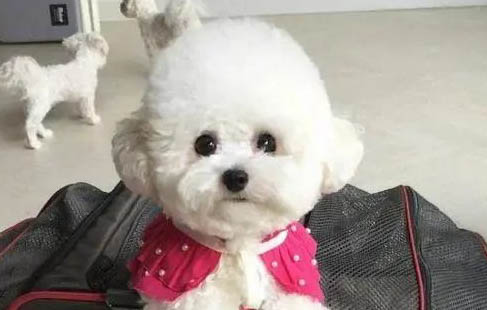 如何对待狗狗的泪痕问题