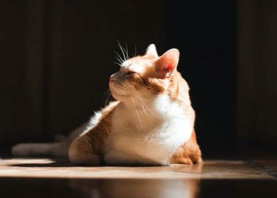 橘猫和乳色英短的区别