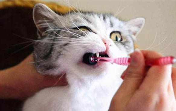 小猫疱疹病毒症状