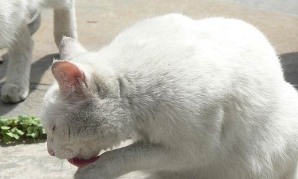 请问猫咪呕吐的原因及处理方法?