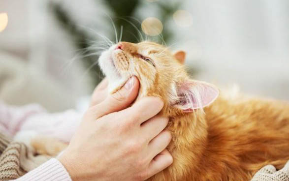 猫刚买回来一直吐