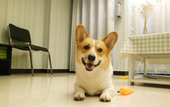 土方法给狗狗避孕
