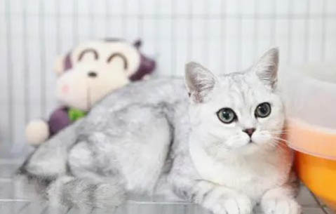 猫咪血栓是什么原因引起的