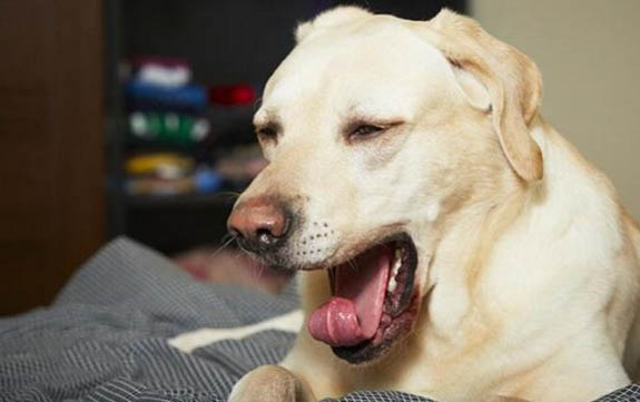 狗狗子宫蓄脓前期有哪些症状?