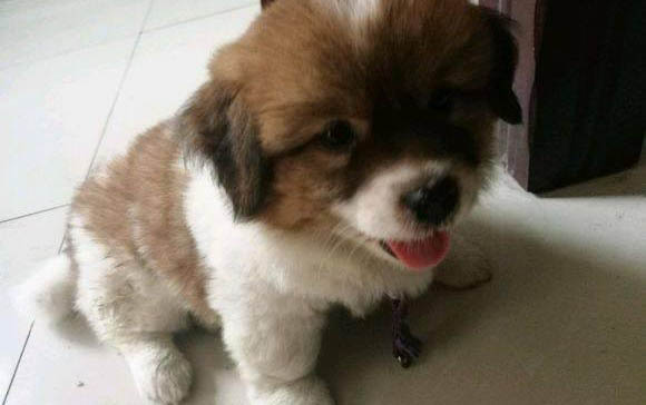幼犬狗粮哪个牌子好