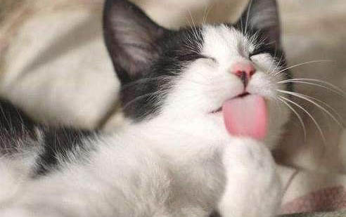 猫咪长虱子怎么办