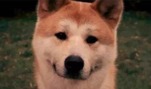两个月大的狗狗患有细小病毒怎么办啊?