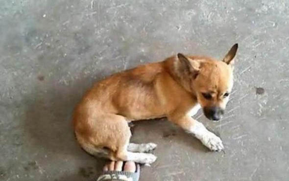 小狗狗可不可以吃蛋糕