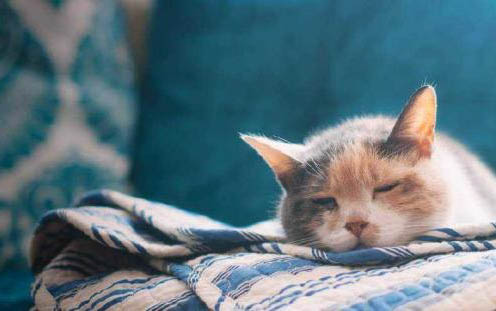 新生的小猫不吃奶老叫唤是生病了吗