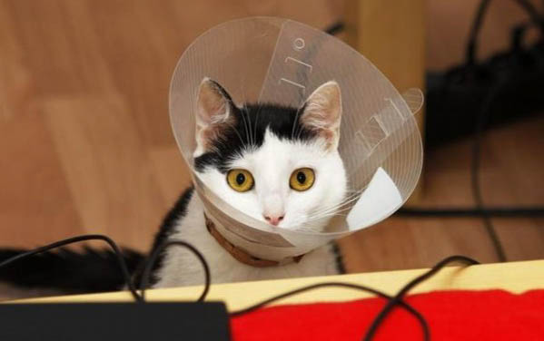 猫咪张嘴喘气是应激反应吗
