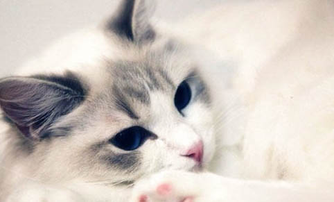 人们讨厌布偶猫的五个原因