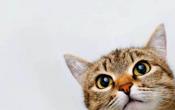 七八个月小猫为何老咬人