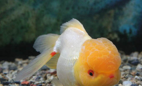 孔雀鱼需要安装水族灯吗