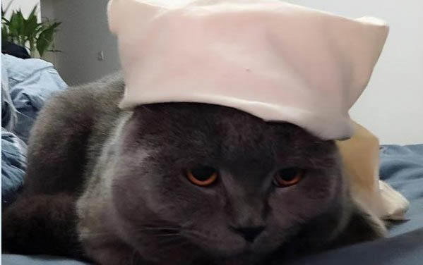 请问猫咪呕吐的原因及处理方法?